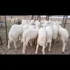 النوع بهم حري تربيه شعره بيض وطرف   العدد 16