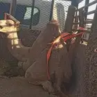 قعود فل الفل للبيع موقع نجران   مبدأ ولا زواج