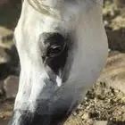 حصان واهو عربي