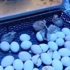 بيبض بلدي مخصب شرط