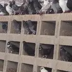 حمام مشكل منتج خمس ألف جوز