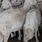 غنم قصب للبيع الحفجي