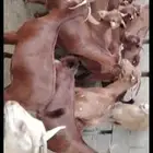 عندنا غنم دفيع