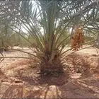 قلع وغرس وتوريد النخيل الى جميع مناطق المملكه وخارج المملكه