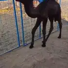 قعود ضيار عمره فوق شهر