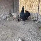 A capable Pakistani hen with ten chicks for sale