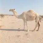 للبيع نياق لقحات وحده ملاقي