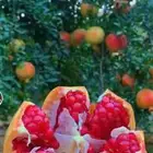 رمان بيده من مزارعنا الخاصه