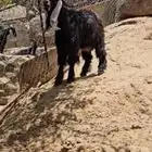 بسم الله ماشاء الله تبارك .. فحل عارضي جذع جباره وجنب وعظم