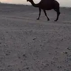 للبيع ناقه كفو