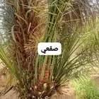 نخيل