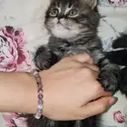 3 كيتن سكواتش ستريت للبيع