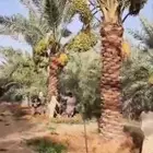 نقوم بتوريد وزراعت جميع اعمال انخيل