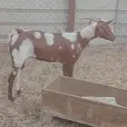 عنز محايلية