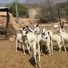 معزا بيشيات