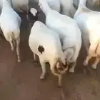 ضان رفيديات قرايب دفيع على شرط العدد140راس مراح واحد ماشاءلل