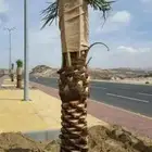 توريدالنخيل الواشنطونياءوالعربي وزيتون
