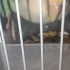 ببغاء روز آنثي الولاف يعض