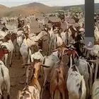 تيوس برابر نوع كيني جذعان بضاعه نفس البلدي