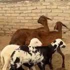 ضان سواكني