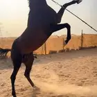 خيل. انوع مهجن العمر 4سنوات اطول 7ونص الاب   الام   السلامه