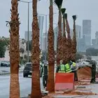 نخل واشنطونيا درجه اولى ابو مروحه جميع المقاسات متوفره لدينا