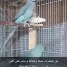 جوز بغبغاوات صحه ونضافه وحجم يملي العين ولا اقبل البدل