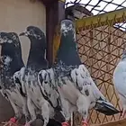 حمام باكستاني