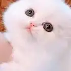 قطط للتبني
