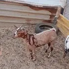 عنز عمانيه