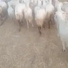 يوجد لدينا ضان رفيديات قرايب مرح واحد جروم طيبه