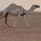 لقحات