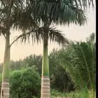 نخل ملوكي فاخر جده