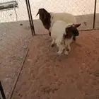 للبيع هرافا رخل وخروف سمان