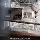 جوز جاوه كريمي صحه ونضافه