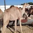 حاشي قعدان صومالية حشوان البيع تفريد وجملة