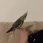 بغبغاء اليف تو مفطوم ...شاشه 50 بوصه سمارت نظيفه