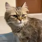 قطوه للبيع مع الكيتينز