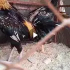 دجاج باكستاني