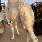 قعدان زوجات ومبادي للبيع مغلق موقع نجران