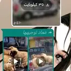ملحمة البري الطازج