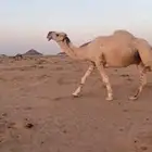 بعير على الهدب بيع عليه بكره ب 65