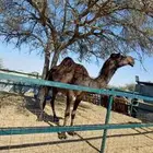 الناقه هذي مات امس ولدها لها 28 يوم سنها شاق نابه والحليب