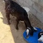 للبيع جفرتين عارضي العمر 8 اشهر