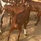 غنم دهم مزين العدد ميه فيان اصامل