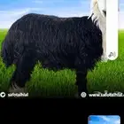 وادي الدواسر