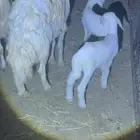 ضان حريه مقنى