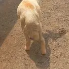 كبش للبيع الصحة طيبه ويشعش من اي نعجه ويرعا