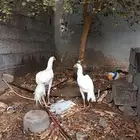 جوز باكستاني سندي