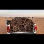 البيع صندوق هايلوكس غماره شرط يبس